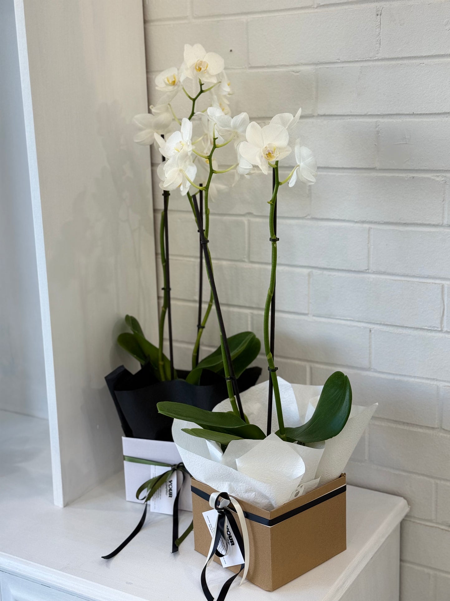 Phalaenopsis Orchid