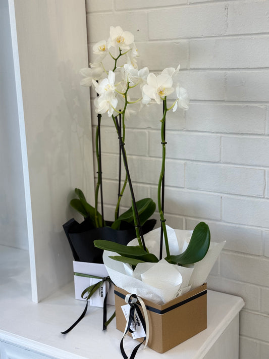Phalaenopsis Orchid